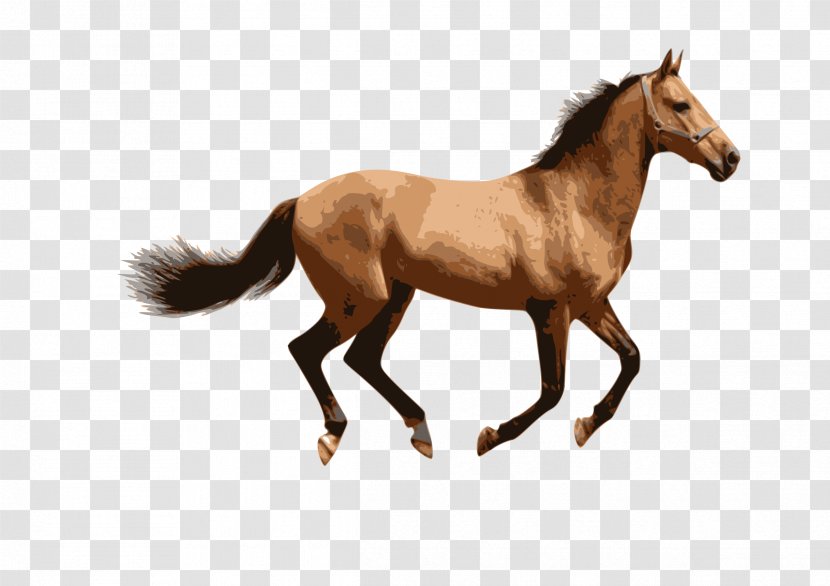 American Miniature Horse Mule Stallion Mare Pony - Foal - Will Transparent PNG