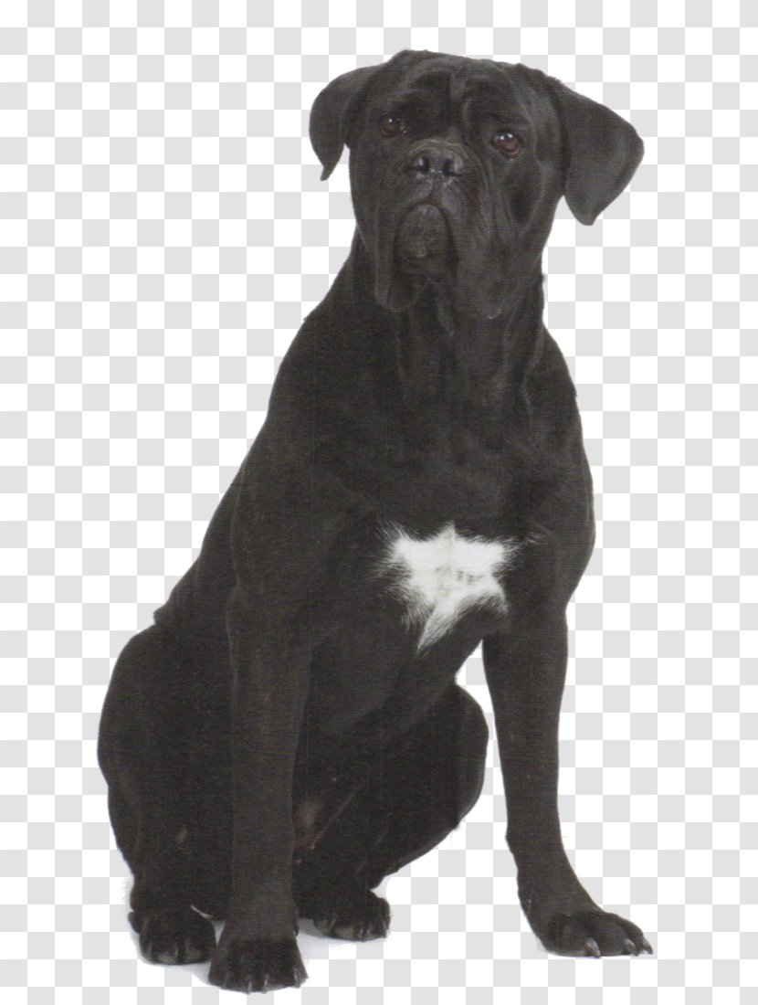 Cane Corso Dog Breed Patterdale Terrier Olde English Bulldogge - Group Transparent PNG