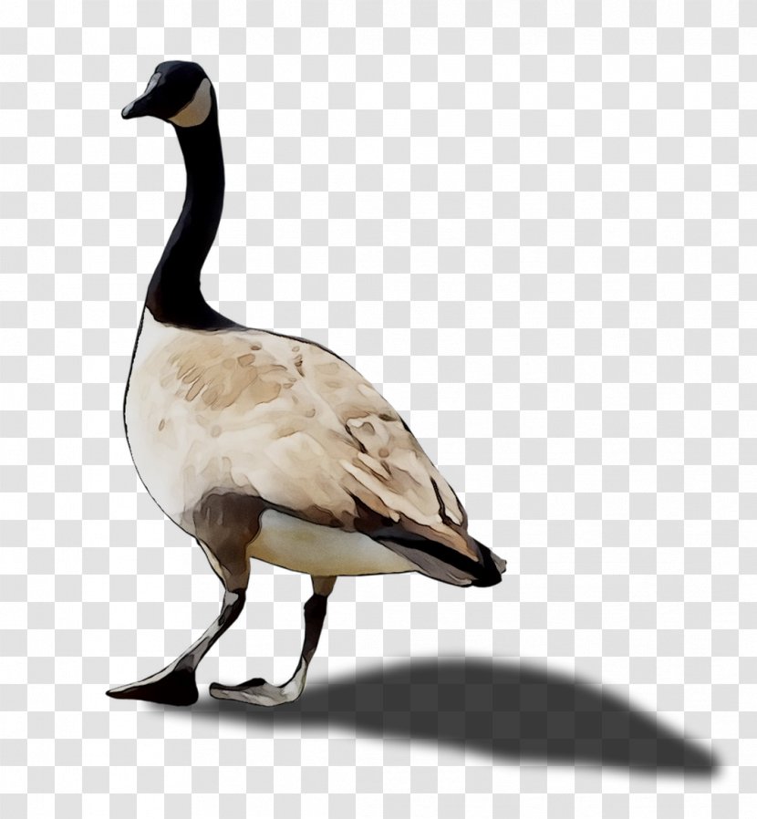 Duck Goose Fauna Feather Beak - Water Bird Transparent PNG