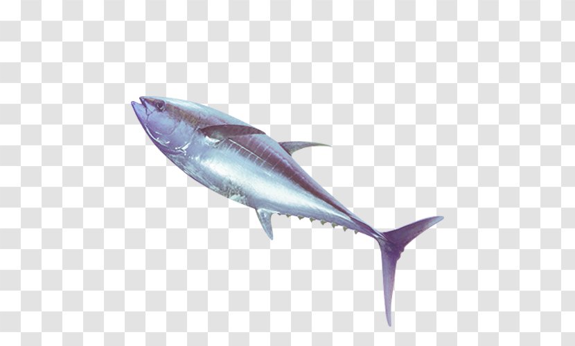 Thunnus Swordfish Oily Fish Seafood - Marine Mammal - Tuna Transparent PNG