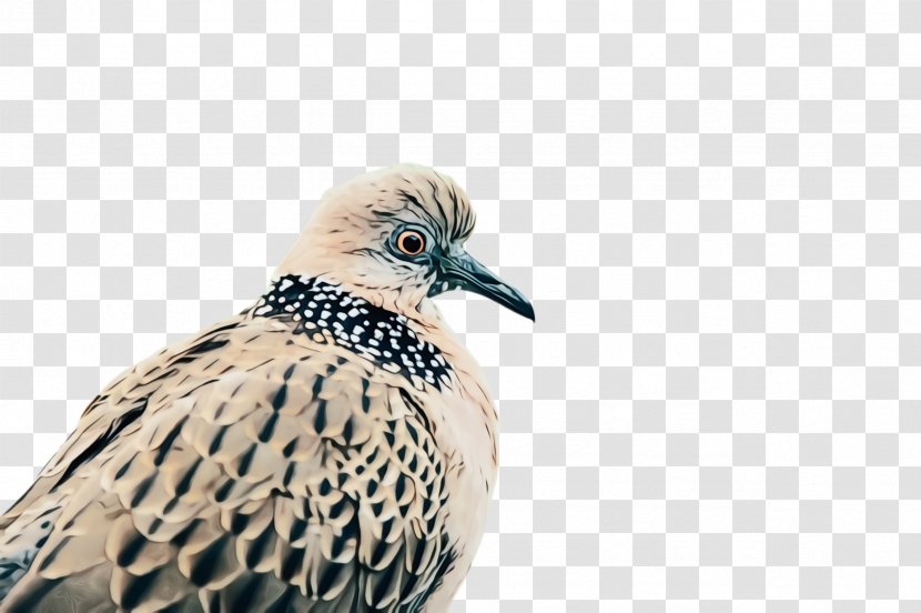 Dove Bird - Pigeon - Wildlife Apple Ipad Family Transparent PNG