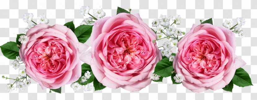 Garden Roses Cabbage Rose Cut Flowers Flower Bouquet - Artificial - Arrangement Transparent PNG