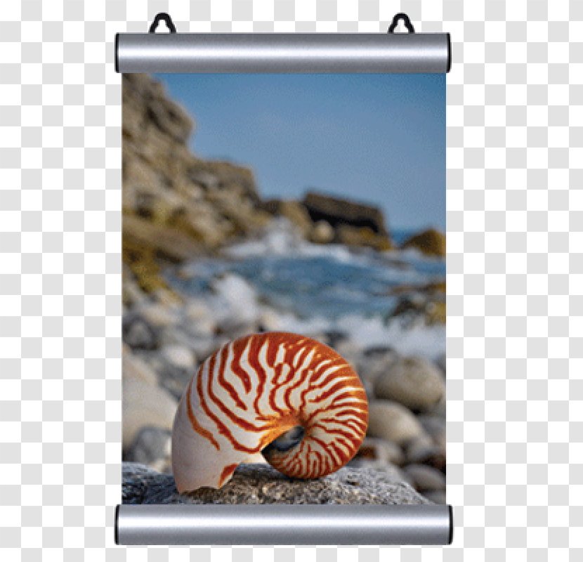 Snail Advertising Poster Spider Triangle - Snails And Slugs - Cosmetics Posters Transparent PNG