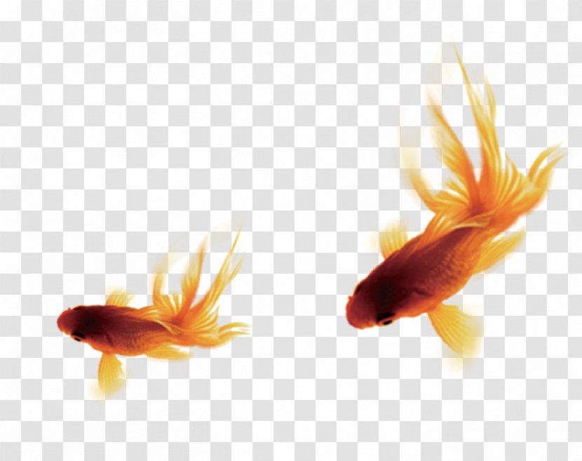 Goldfish Common Carp Pixel - Free Download Transparent PNG