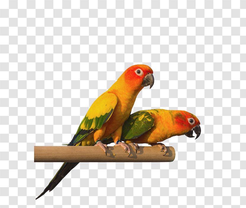 Budgerigar Lovebird Pet Parakeet - Bird Transparent PNG