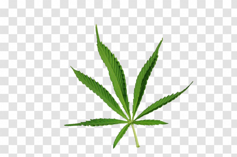 Cannabis Drug Narcotic - Tree - Leaves Transparent PNG