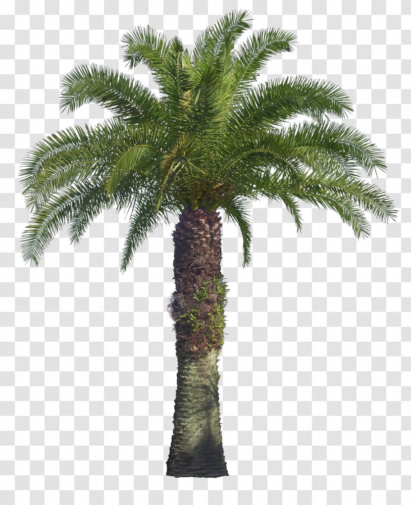 Tree Illustrator Arecaceae - Palm Transparent PNG