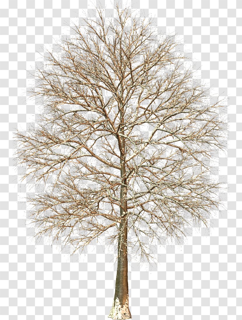 Larch Fir Trunk Tree Evergreen - Twig Transparent PNG