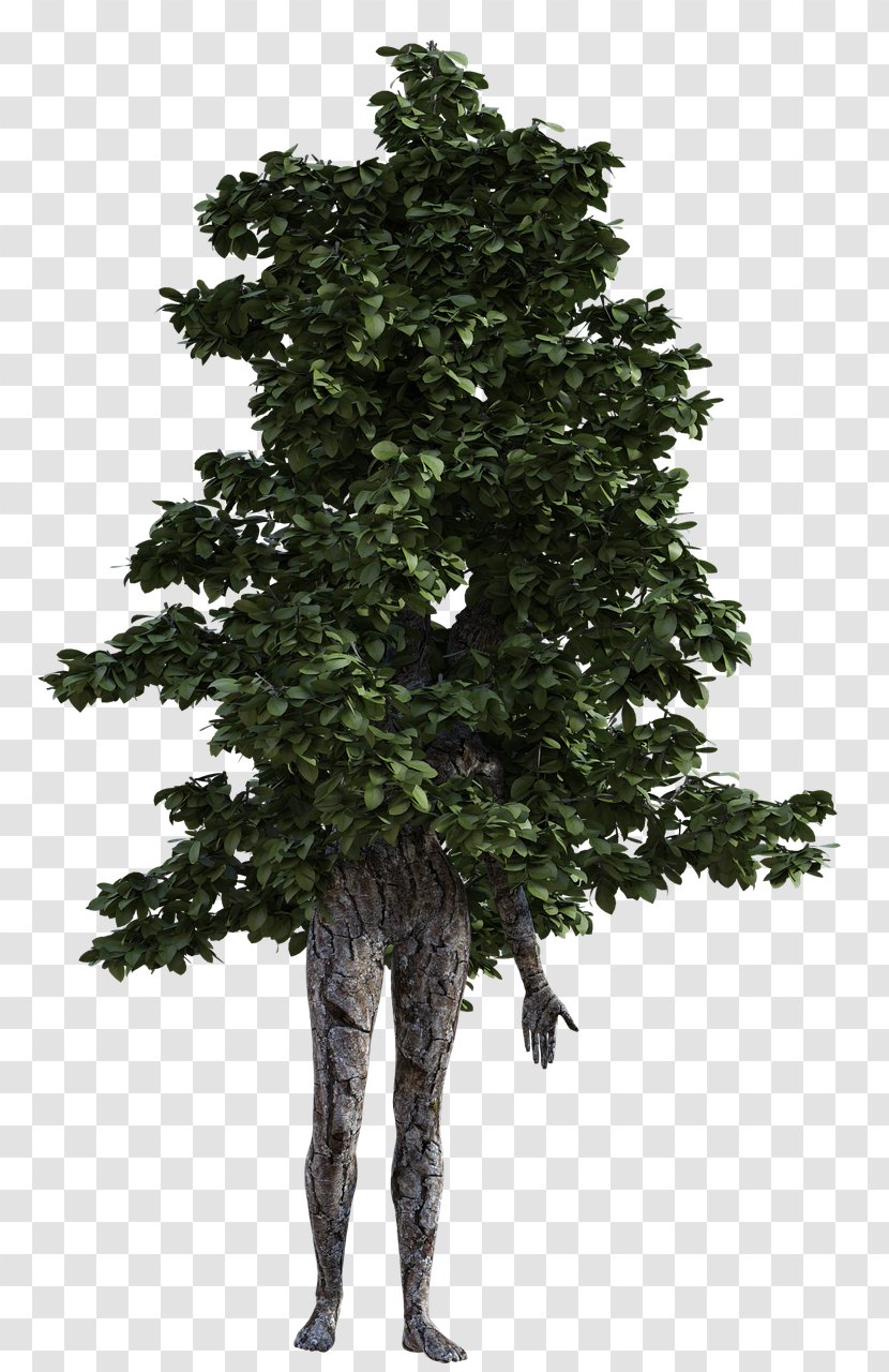 Tree Plant - Fir - Fig Transparent PNG