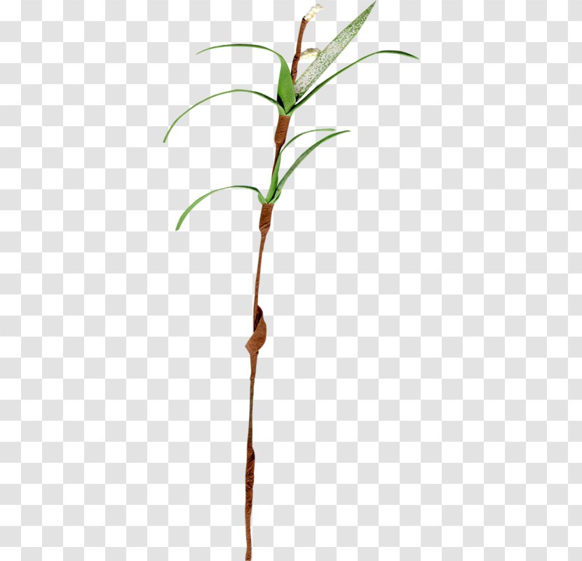 Twig Plant Stem Leaf Grasses Family - Flowering Transparent PNG