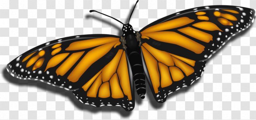Monarch Butterfly Pieridae Clip Art Insect - Gradient - Mesh Transparent PNG