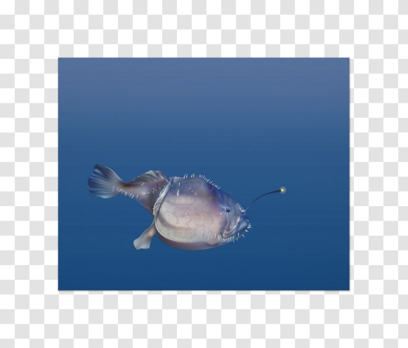 Marine Biology Clownfish Mammal Ocean - Fish - Fauna Transparent PNG