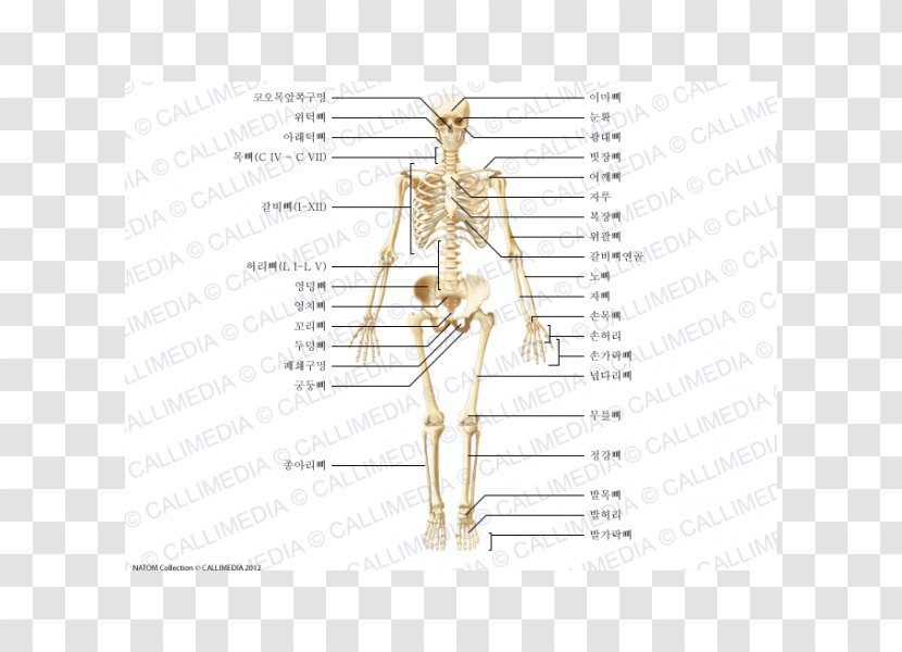 Zygomatic Bone Shoulder Anatomy Human Body - Silhouette - Vii Corps Transparent PNG