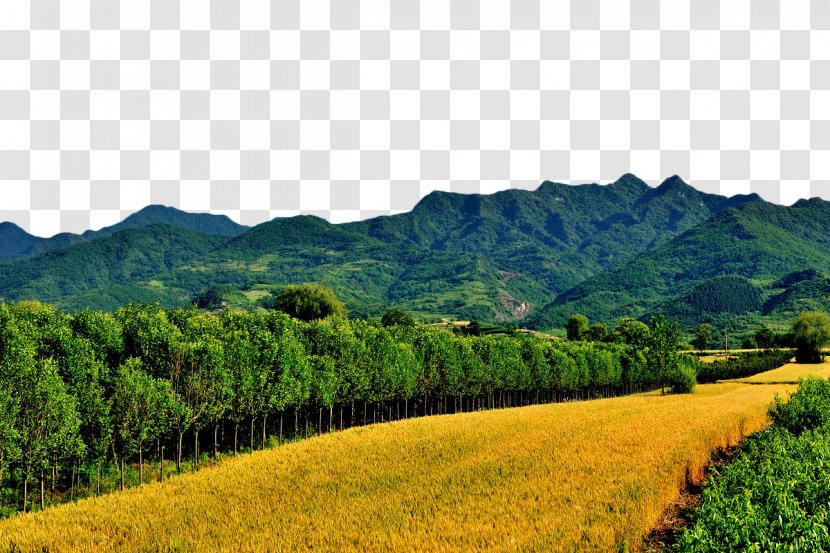 Mount Scenery Village At The Foot Of Mountain Wheat - Nail Transparent PNG