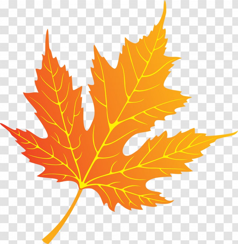 Autumn Maple Leaf Deciduous - Orange - Sunflower Transparent PNG