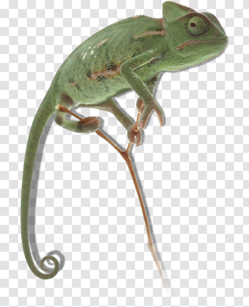 Chameleons Common Iguanas Anoles Stock Photography - Dactyloidae - Cameleon Transparent PNG
