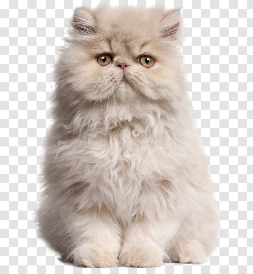 Persian Cat Kitten Birman Classic Siamese - Cao Transparent PNG