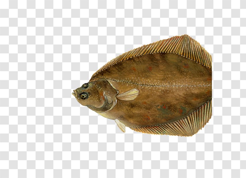 European Flounder Fish Sole Plaice Transparent PNG