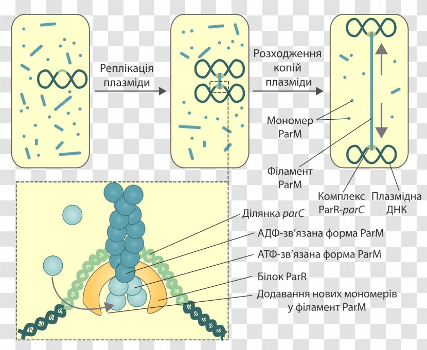 Prokaryotic Cytoskeleton Plasmid Prokaryote Bacteria - Cell - Parm Transparent PNG