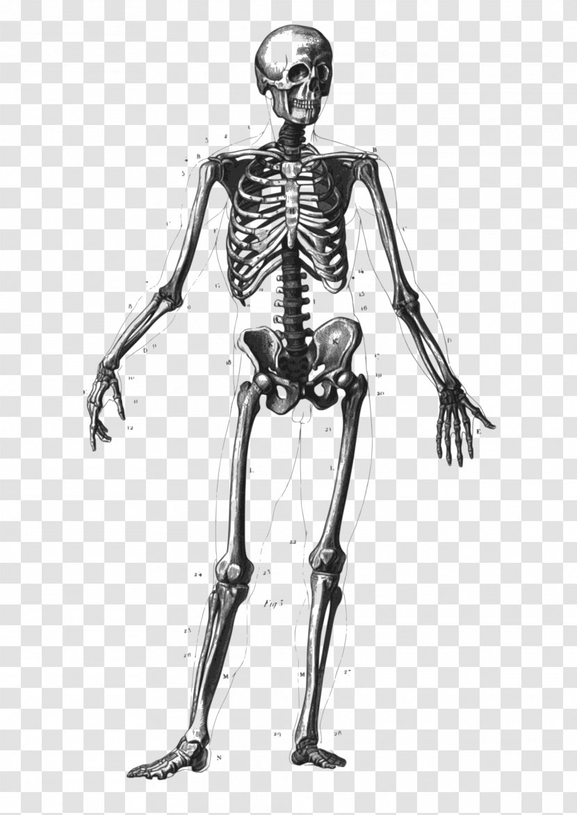 Human Skeleton Bone Body Anatomy Diagram - Watercolor Transparent PNG