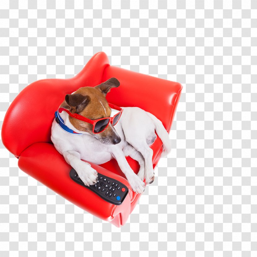 Stock Photography Television - Dog Transparent PNG