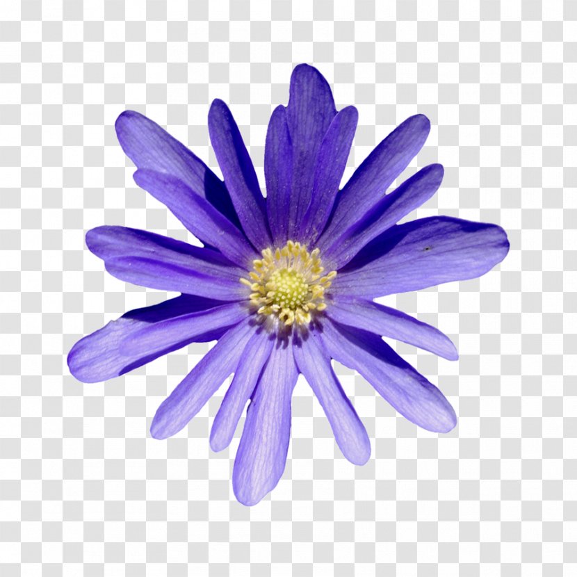 Flower True Love Flor Roxa 29 April - Petal - Nymphaea Transparent PNG