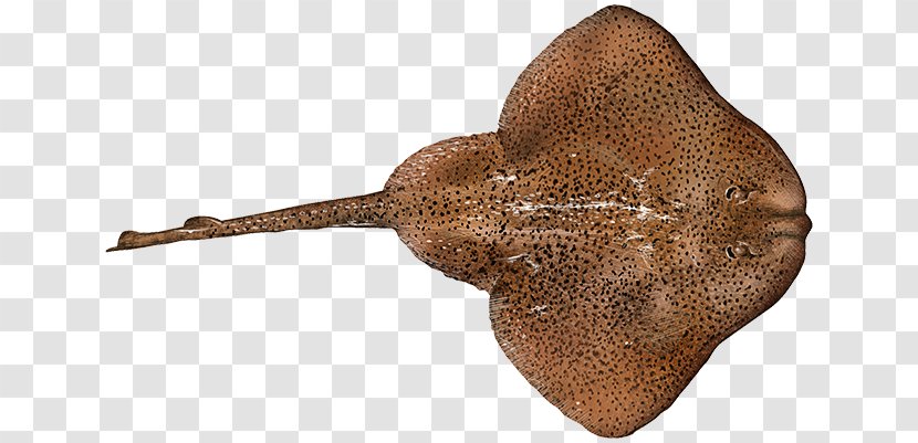 Electric Ray Fried Fish Big Skate Leucoraja Ocellata Steak Transparent PNG