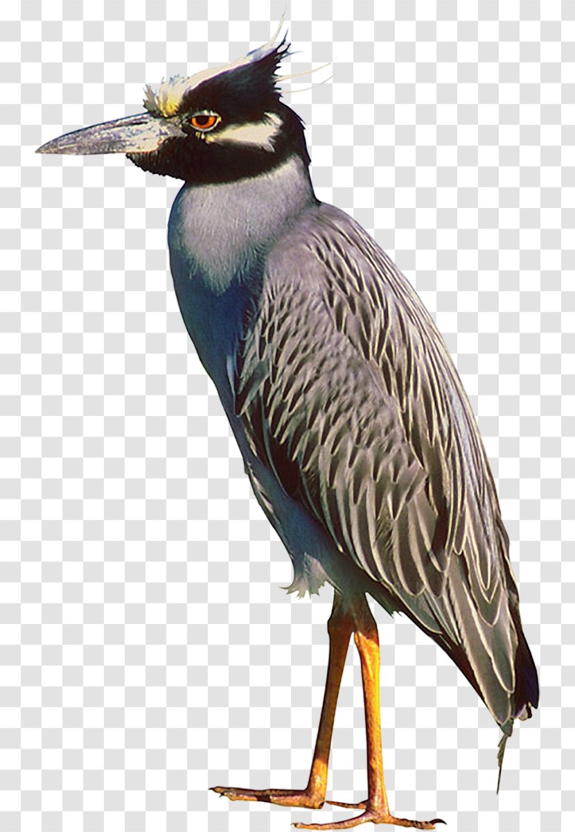 Bird Crane Beak American Pekin Animal Transparent PNG