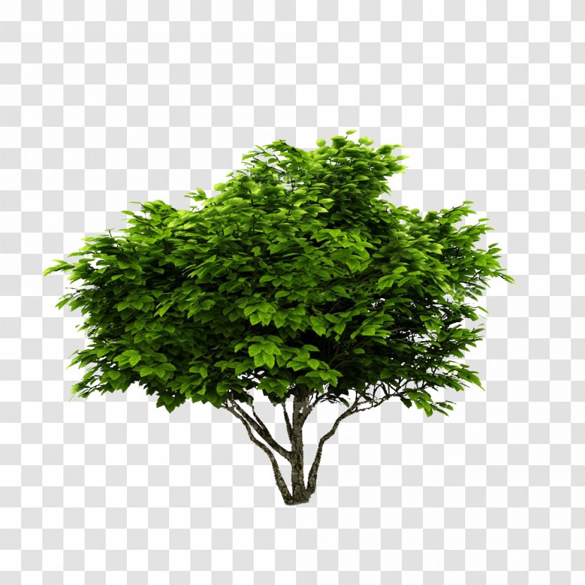 Tree Shrub Deciduous Plant Botany - Green Transparent PNG