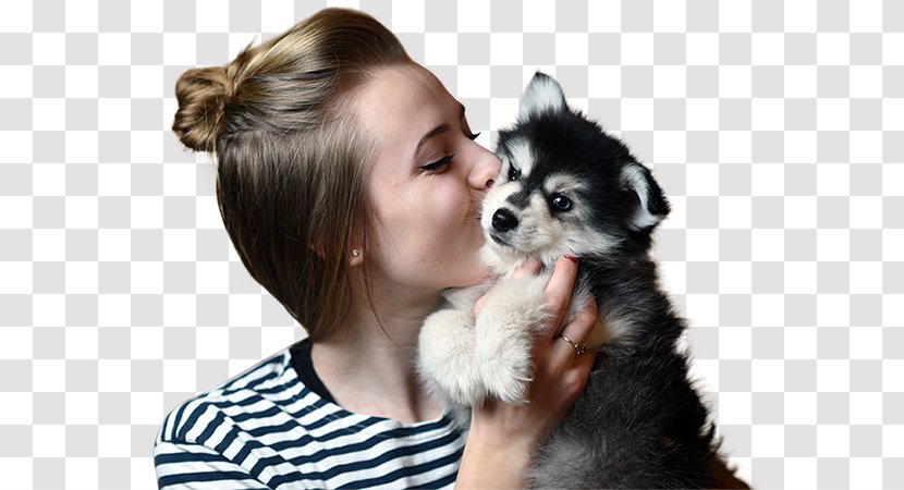 Dog Breed Puppy Companion Skin - Carnivoran - Pomsky Puppies Transparent PNG