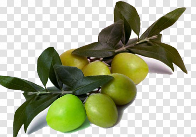 Olive Branch Oil Lime - Food - Fresh Leaves With Transparent PNG