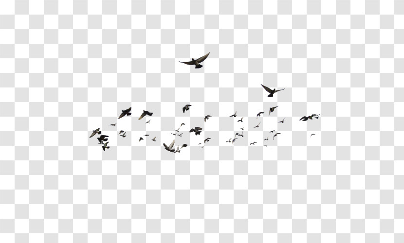 Birds Bird Migration Flock Earth Beak Transparent PNG