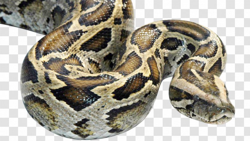 Everglades Snake Burmese Pythons In Florida Constriction - Anaconda Transparent PNG