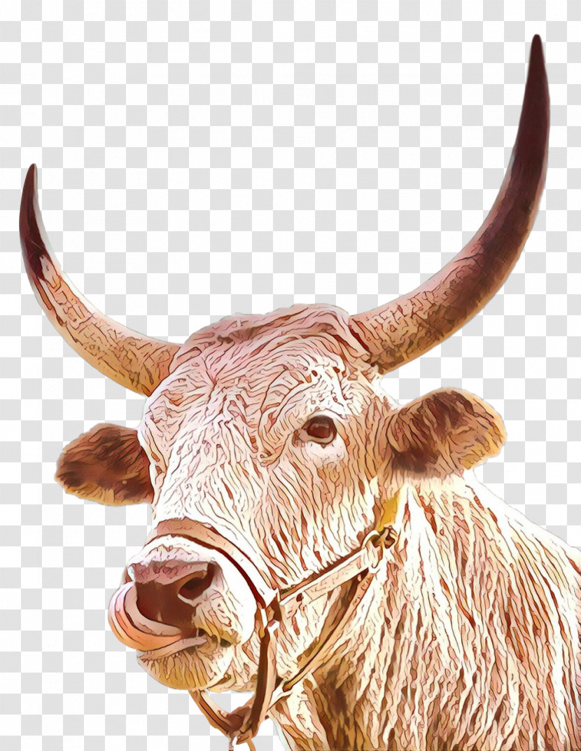 Horn Bovine Ox Texas Longhorn Snout Transparent PNG