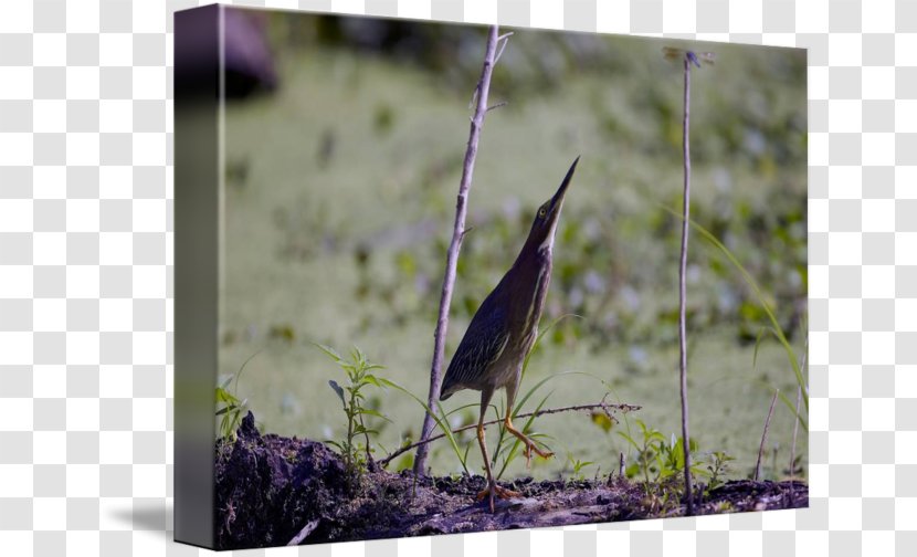 Wren Flora Fauna Beak - Homans Sign Transparent PNG
