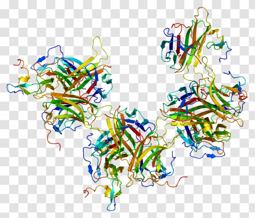 B-cell Activating Factor BAFF Receptor TNF Superfamily Protein - Frame - Flower Transparent PNG