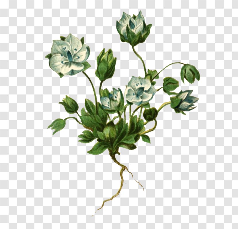 Lomatogonium Sikkimense Rosaceae Brachyantherum Carinthiacum - Flowerpot - Rose Family Transparent PNG