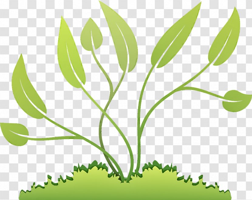 Leaf Plant Green Flower Tree - Grass Family Transparent PNG