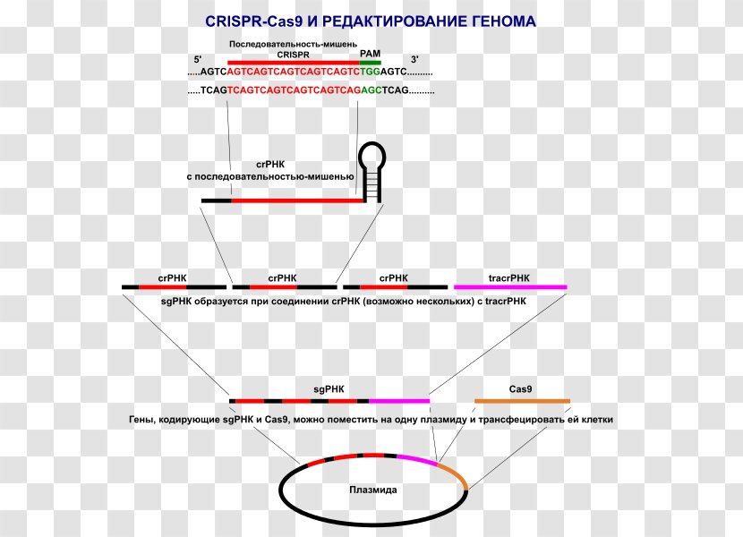 CRISPR Cas9 Genome Editing Plasmid Research - Technology Transparent PNG