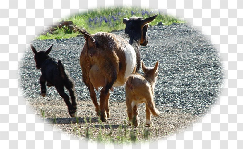 Goat Cattle Pasture Fauna Pack Animal Transparent PNG