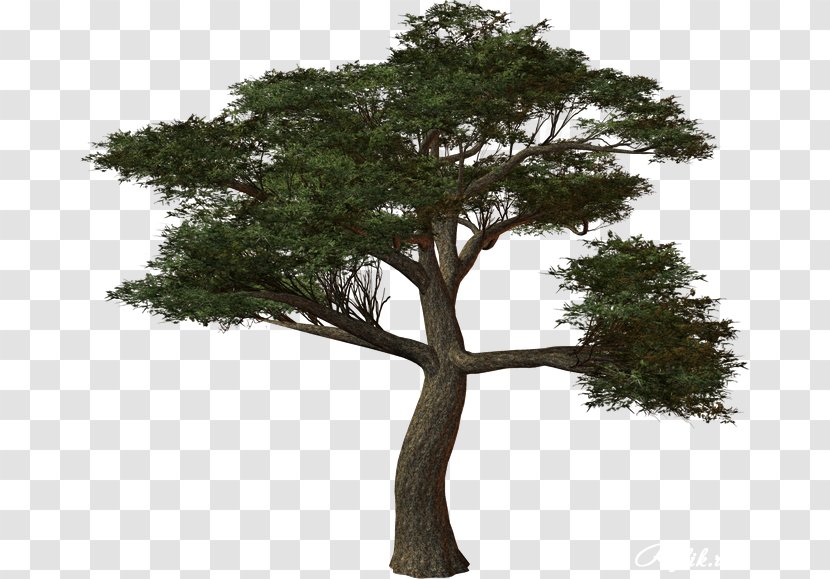 Oak Treelet Image - Tree Transparent PNG