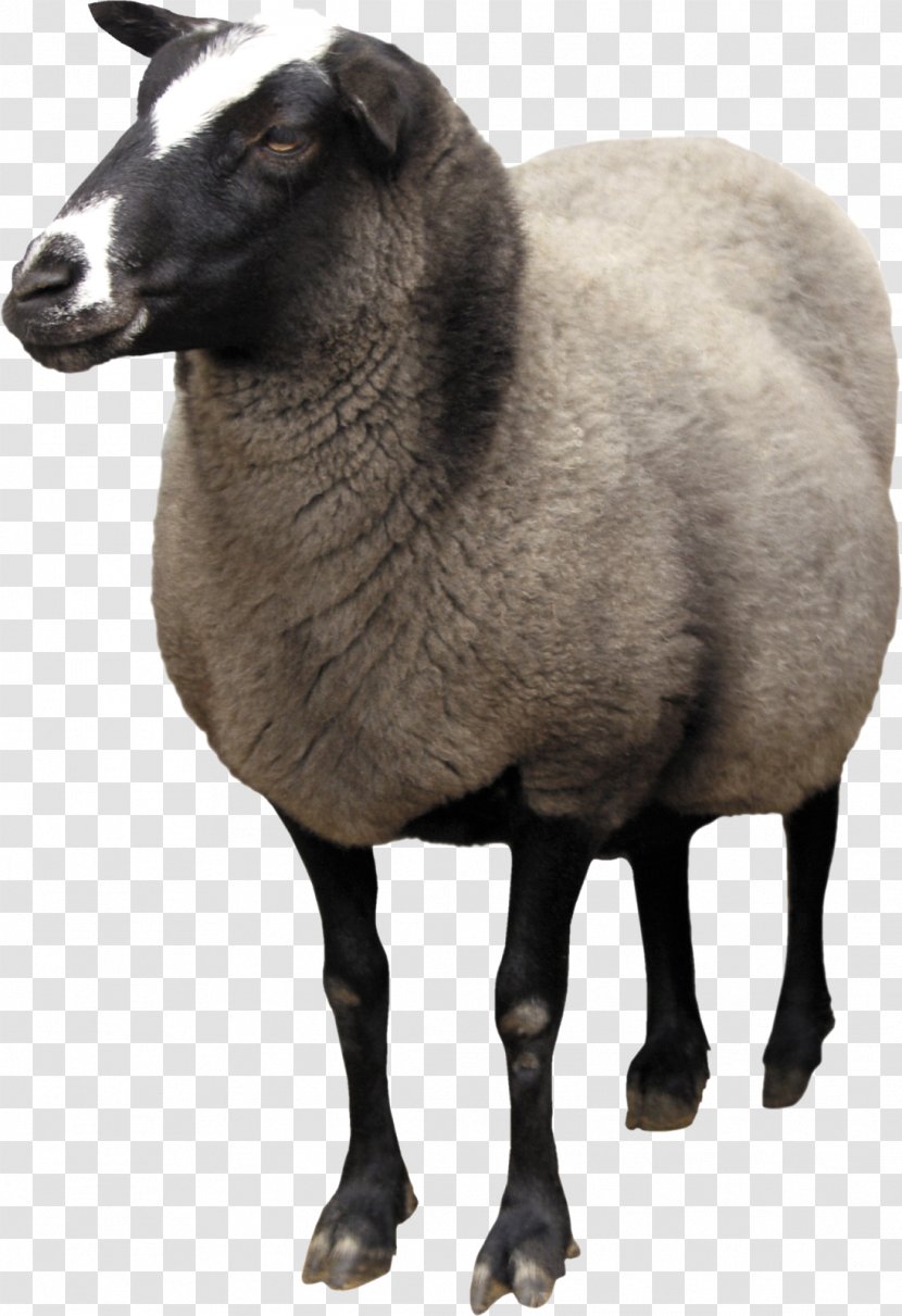 Sheep Goat Wool Clip Art - Livestock Transparent PNG