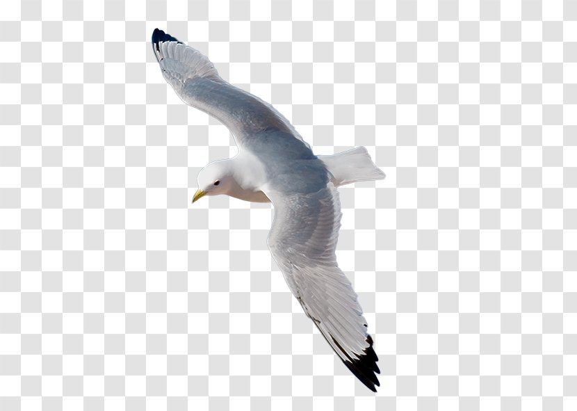 European Herring Gull Kittiwake Adobe Illustrator - Seabird Transparent PNG