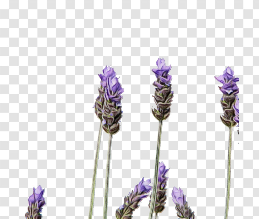 Lavender Transparent PNG