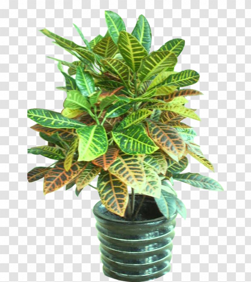 Flowerpot Bonsai Plant - Flowers Transparent PNG