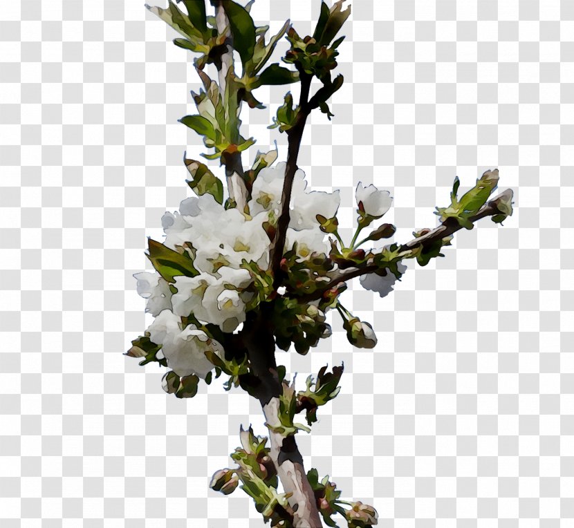 Cherry Blossom ST.AU.150 MIN.V.UNC.NR AD Prunus Cherries - Bud Transparent PNG