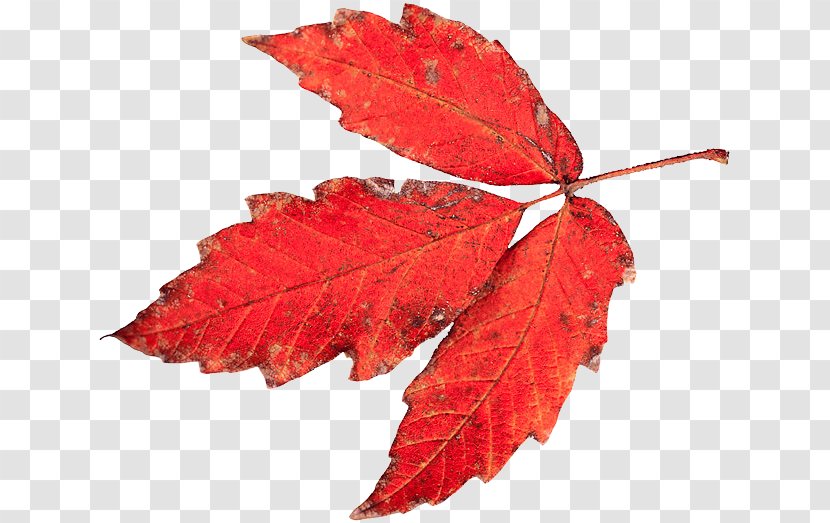 Autumn Tasmania Leaf Drawing Color Vision - Plant - Red Leaves Transparent PNG