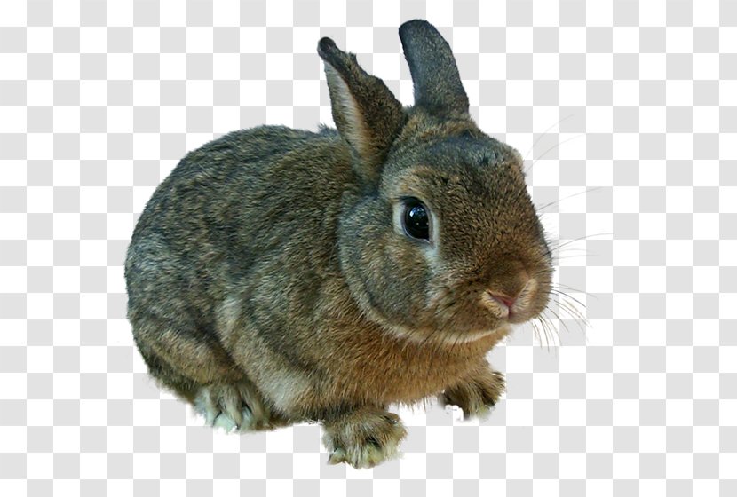 Domestic Rabbit Easter Bunny Angel Hare - Funny Animals Transparent PNG