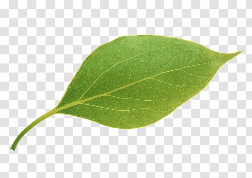 Leaf Apple - Pen - Leaves,Apple Leaves Transparent PNG