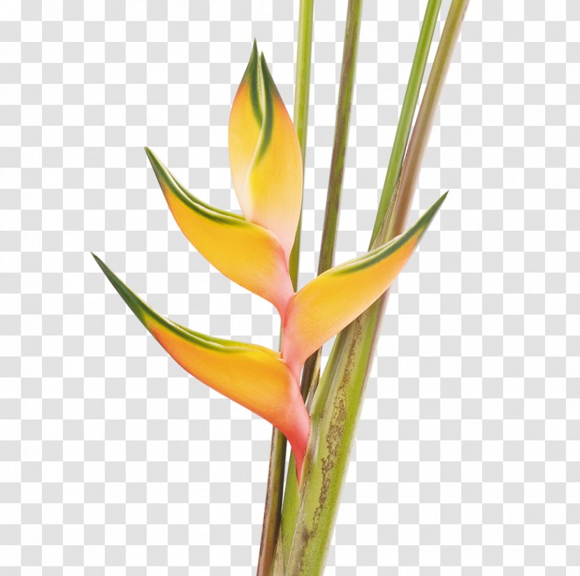 Heliconia Bihai Bird Of Paradise Flower Plant Costus - Wagneriana Transparent PNG